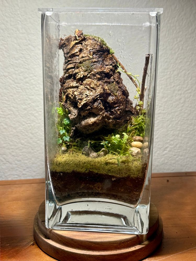 A tall rectangular glass terrarium containing a large piece of textured bark as the central feature, surrounded by soft green moss, small ferns, and a few pebbles. Moisture droplets cling to the inside walls, giving the piece a lush, humid forest appearance. The terrarium sits on a wooden base against a light-colored wall. 