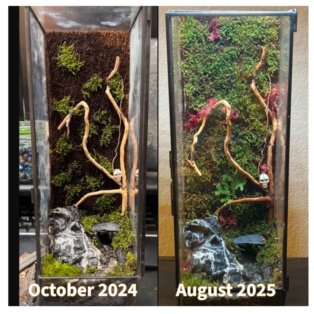 Side-by-side comparison of the same tall rectangular terrarium. The left image, labeled “October 2024,” shows a mostly bare setup with a few patches of moss, thin branches, a rock feature, and a small skull ornament. The right image, labeled “August 2025,” shows the terrarium lush and full, with thick moss, new red and green plants, and the hardscape partially covered by growth.