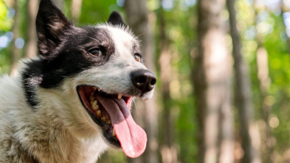 Guilty or Innocent? How a Sled Dog Named Blowhole Chewed His Way to Social Media Fame.