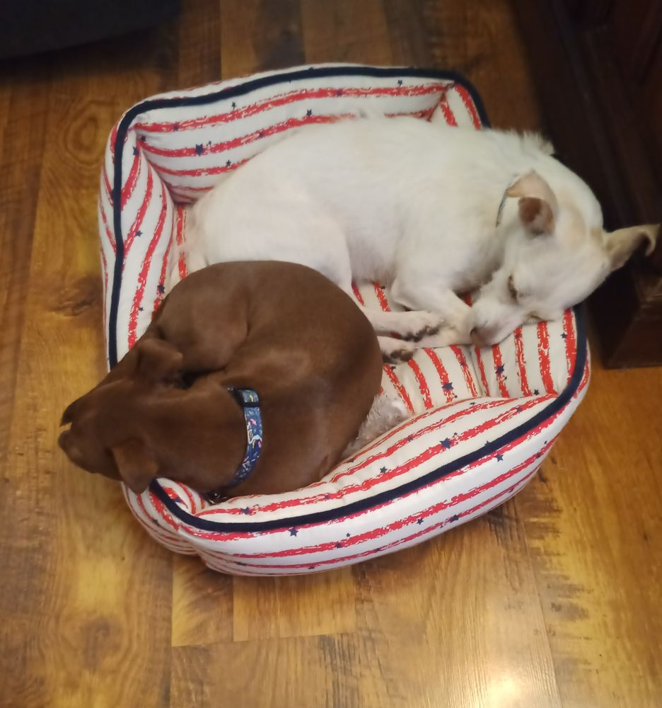 Two smol pups, one white and one brown, snooze in a red and white dog bed just large enough to fit one of them.