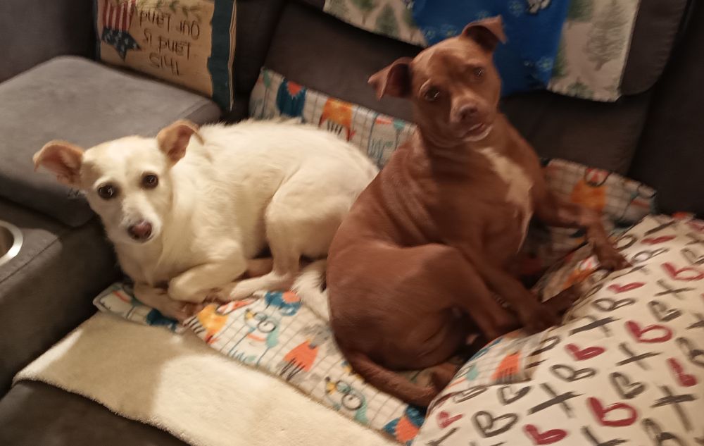 Smol white terrier mix and brown Chihuahua/chupacabra mix dog together on a chair, both looking at the camera as if to say, "[S]He's TOUCHING ME"