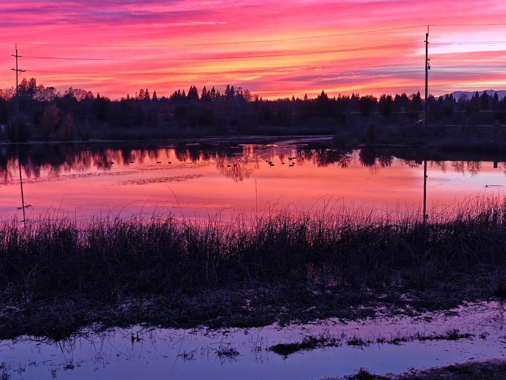 Artsy beautiful sunset picture of a tree before a still pond. Sky colors range from orange to red, fading into purples high in the sky. Canada geese float serenely (as much as they practice serenity) on the pond.