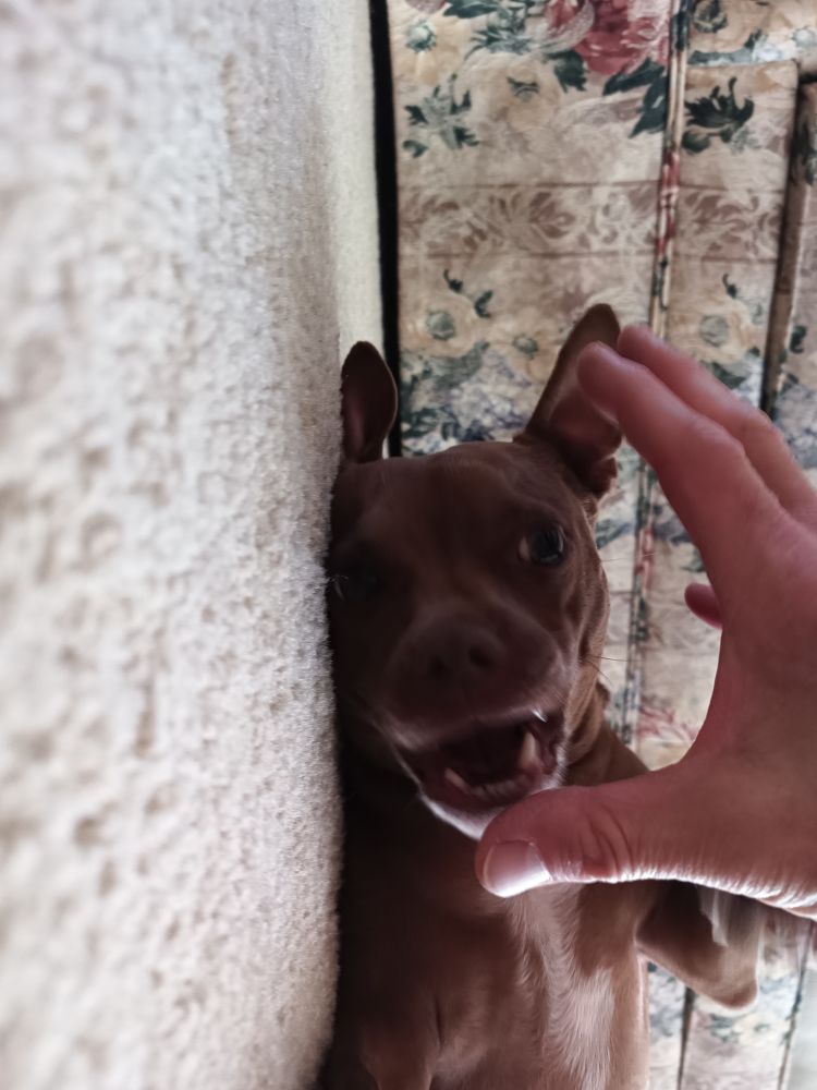 Same smol brown dog readies himself to intercept his human's descending hand.