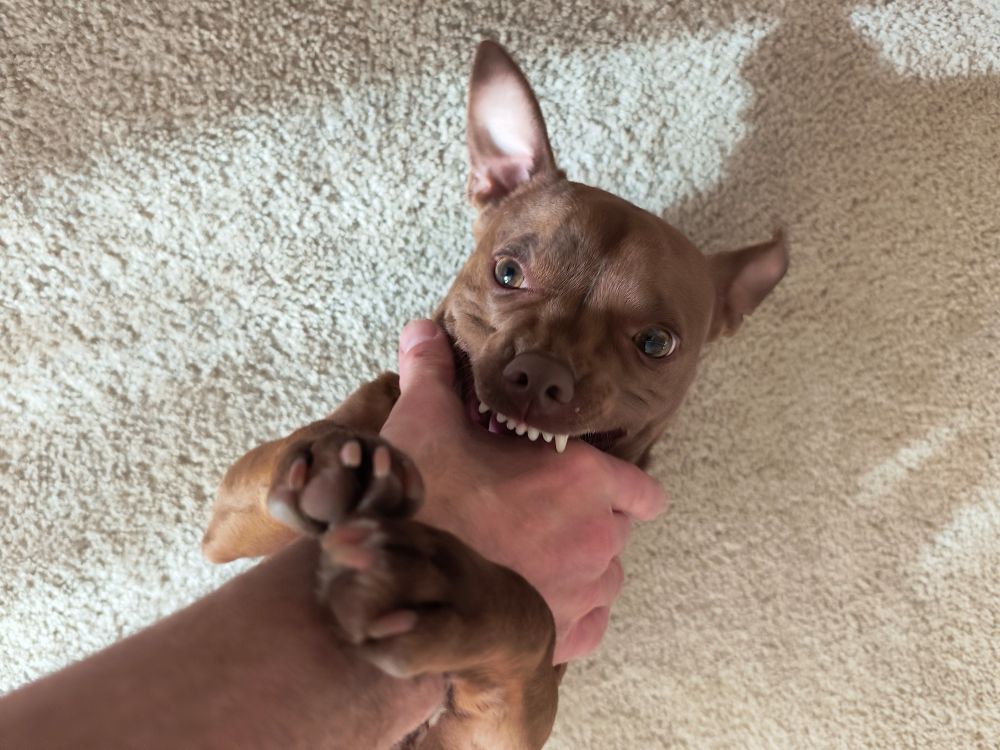 Moe, the smol brown Chihuahua/chupacabra mix dog, prepares to give the tooth, so to speak, to the hand of his human during playtime.