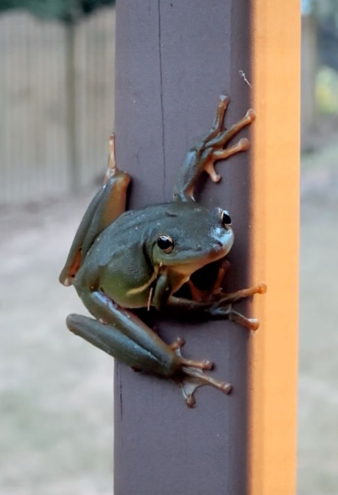 A green tree frog, hanging out on a post and looking at the camera.