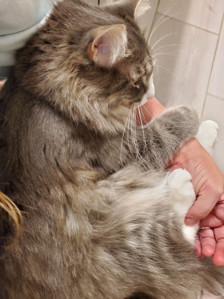 Grey cat curled up in lap. (Lap is not visible.) Cat has paws wrapped around my arm.