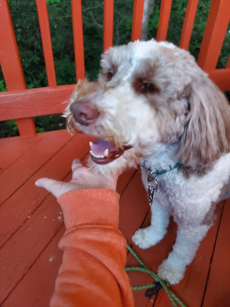 Eli, a very handsome Labradoodle with cow spots. He is the very sweetest boy in the whole world.