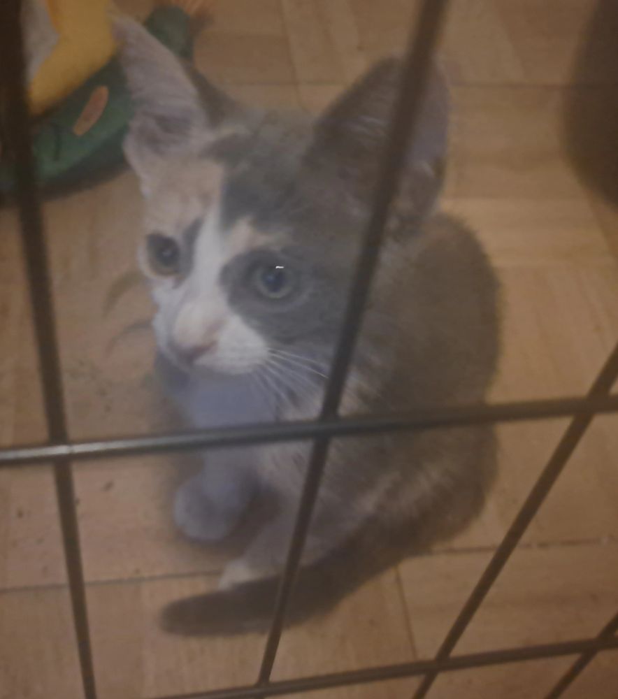 Calico kitten gray,  white and tan.