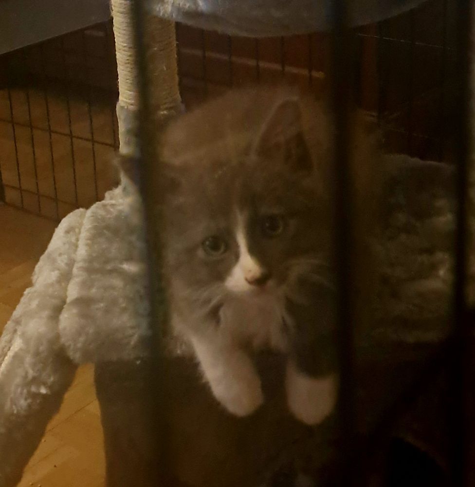 Grey and white kitten 