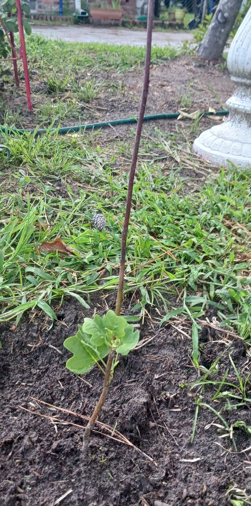 Tulip poplar tree sapling with a small bunch of leaves a few inches above the soil. 
