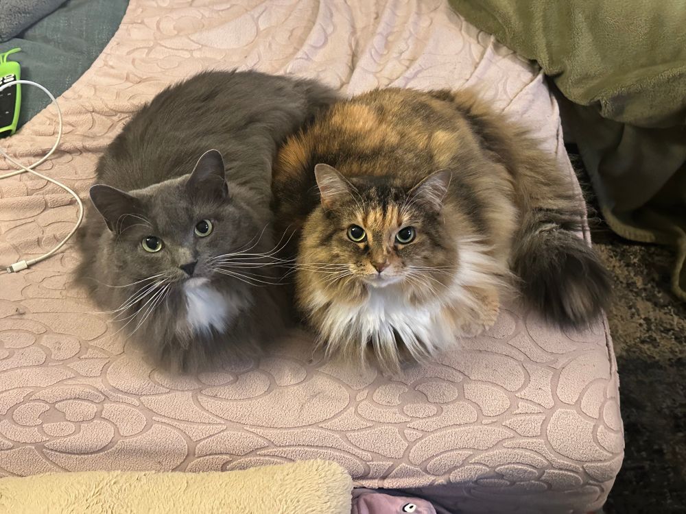 Fluffy cat siblings. The one on the right, Tatl, is a sweet, long-haired fluffy girl with a Torbie coat and a white patch on her chin and chest. Her brother, Tael, on the left, is a charming, long-haired fluffy boy with grey fur and a smaller white patch in the same spot as his sister’s.