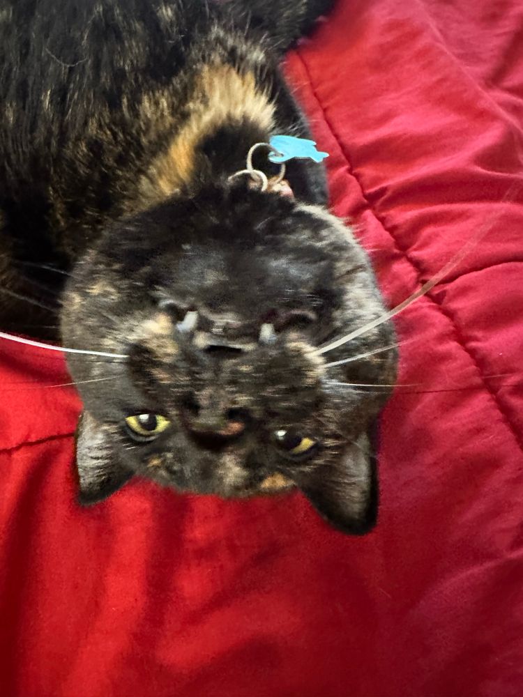 Upside-down picture of a pretty tortoiseshell cat with two white whiskers and two fangs poking out like vampire teeth