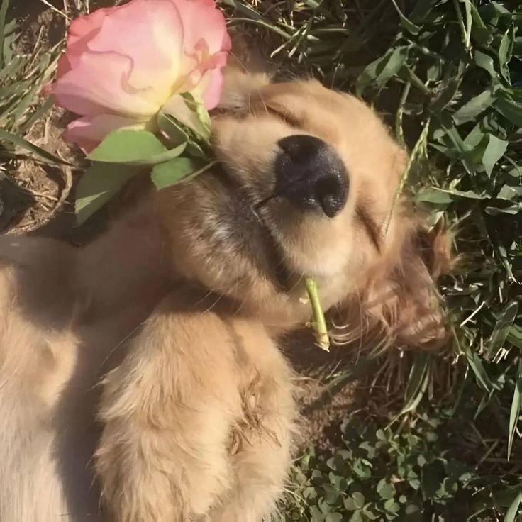 A Labrador puppy lay on its back in the grass with a rose in its mouth