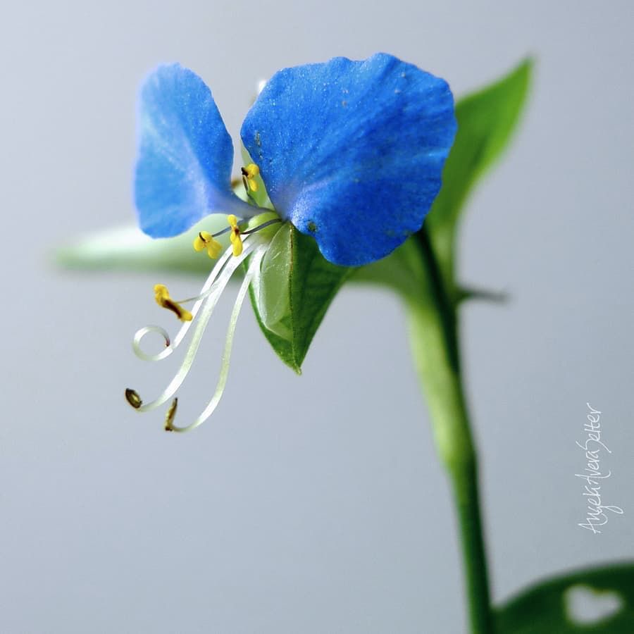 Macro view of a Dayflower. It's a tiny, interesting blossom born on the end of a stem with sparse leaves which look like wide blades of grass. The blossom is made up of two bright, clear blue petals and one green below. Pistils and stamen are curled and extending out of the center.