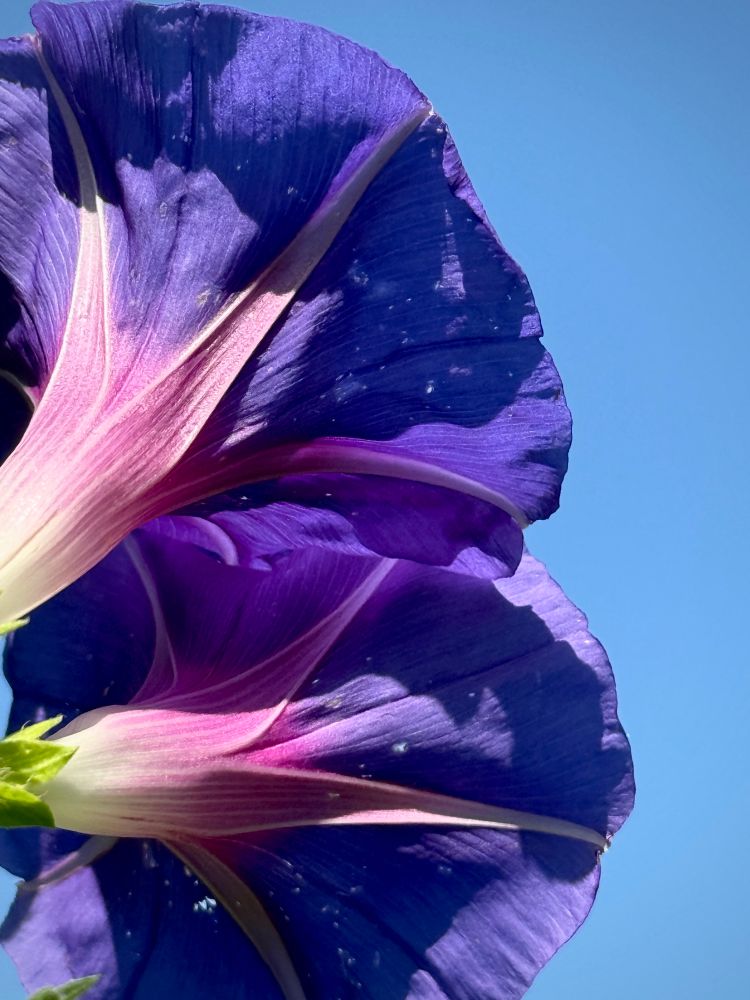 Looking above me at purple morning glories stretching toward the sunny sky. The sky is solid blue and the trumpet-shaped flowers are deep purple with fuchsia accents. 
