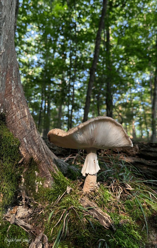 Vertical color photo of a very large mushroom in the moss next to the base of a cedar tree. The photo was taken from the slope below the mushroom, showing its cap edge, gills, stem, and skirt. It's a pale tan color with whitish gills. The background is filled with trees and bits of blue sky peeking through the green leaves.