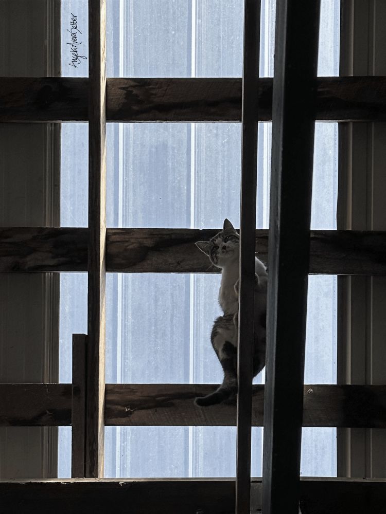 Looking up from inside a horse barn to see a cat looking down upon me from the rafters. A translucent roof panel is above her, lighting the view.