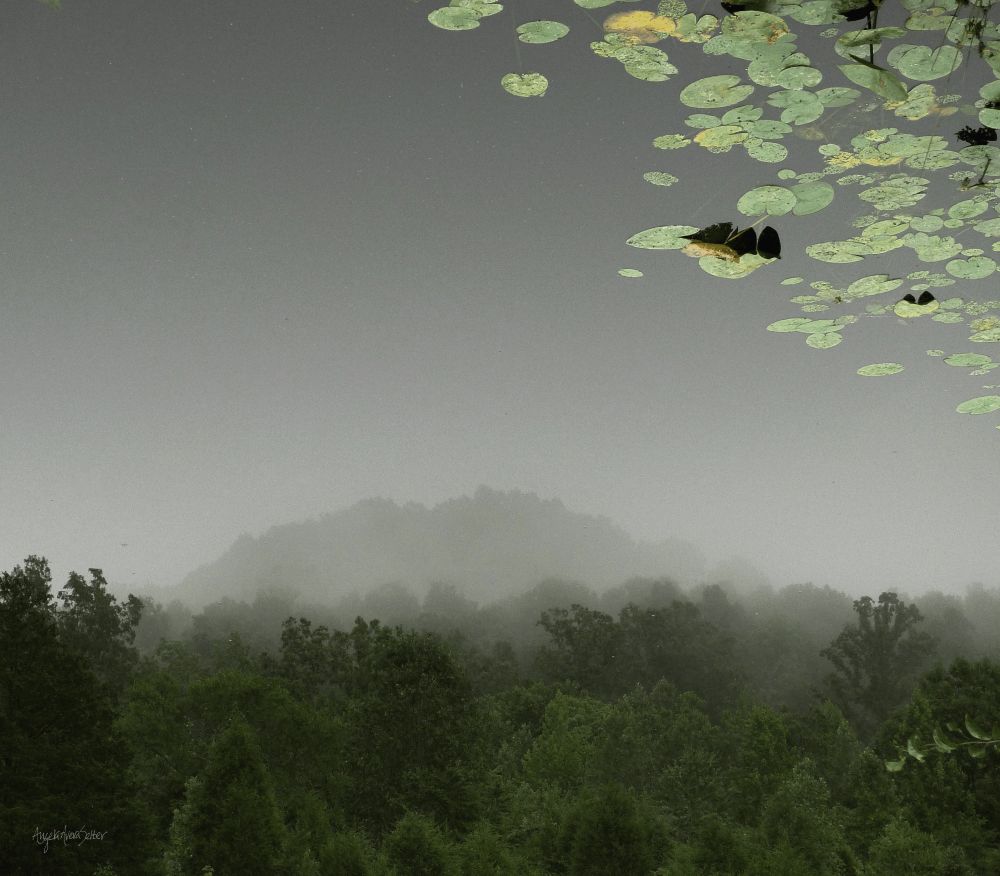 Landscape reflection on a body of perfectly still water. My flipped perspective places the water lilies in the sky above the wooded and foggy hill and gives the scene a dream-like quality.