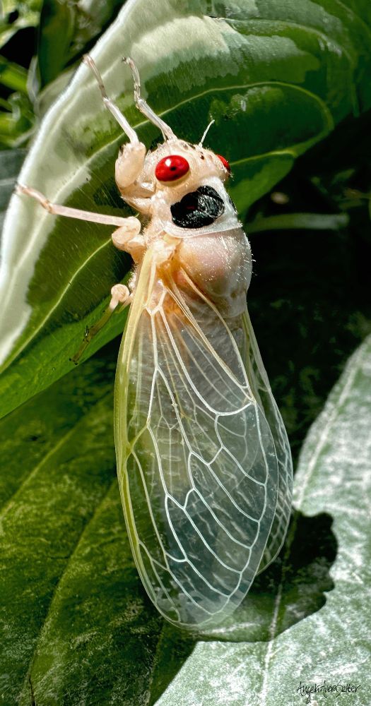 Freshly emerged cicada bug clinging to a hosta leaf. The cicada is white when first shedding its exoskeleton and has a pair of black spots behind the bright red eyes.