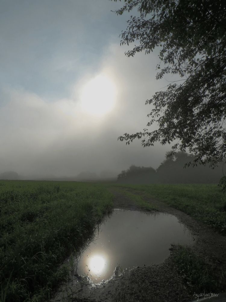 Vertical photograph in color with the muted tones of a foggy morning; a gravel road leads us into the frame from the bottom. The sun appears bright white as it shines through thick fog above; pale blue sky is visible in the top left where the sun has cleared the vapor. The sun is reflected in a large, still puddle in the road at the bottom of the scene. Green, grassy fields roll into the distance; a partial line of trees is visible in the background on the right and, further back, disappearing into the mist are more trees at the horizon line. In the foreground, tips of a tree's branches frame the view on the right. The scene emotes a soft, content, and peaceful beginning to the day and allows us to forget the troubles of the day for one silent moment.
