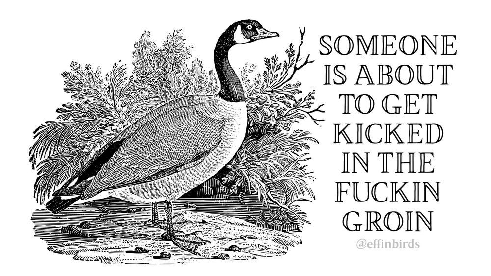 Black and white illustration of a Canada Goose by Effin Birds. It's accompanied by the text, "Someone is about to get kicked in the fuckin groin." 