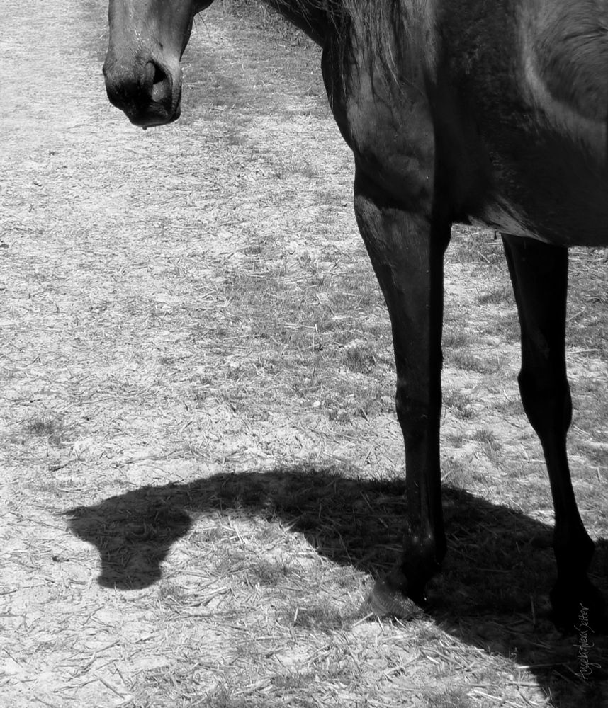Monochrome image: the shadow of the front of a horse as she stands looking back at me.