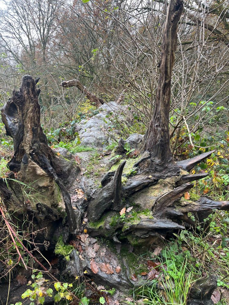 Fallen tree trunk