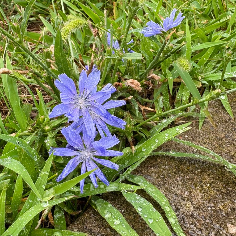 Photo of blue chicory flowers surrounded by grass and next to a sidewalk