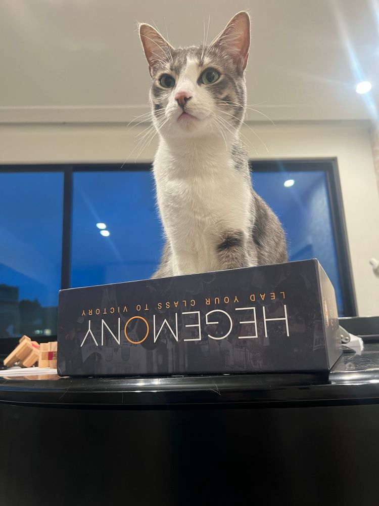 A cat in a box labeled hegemony 