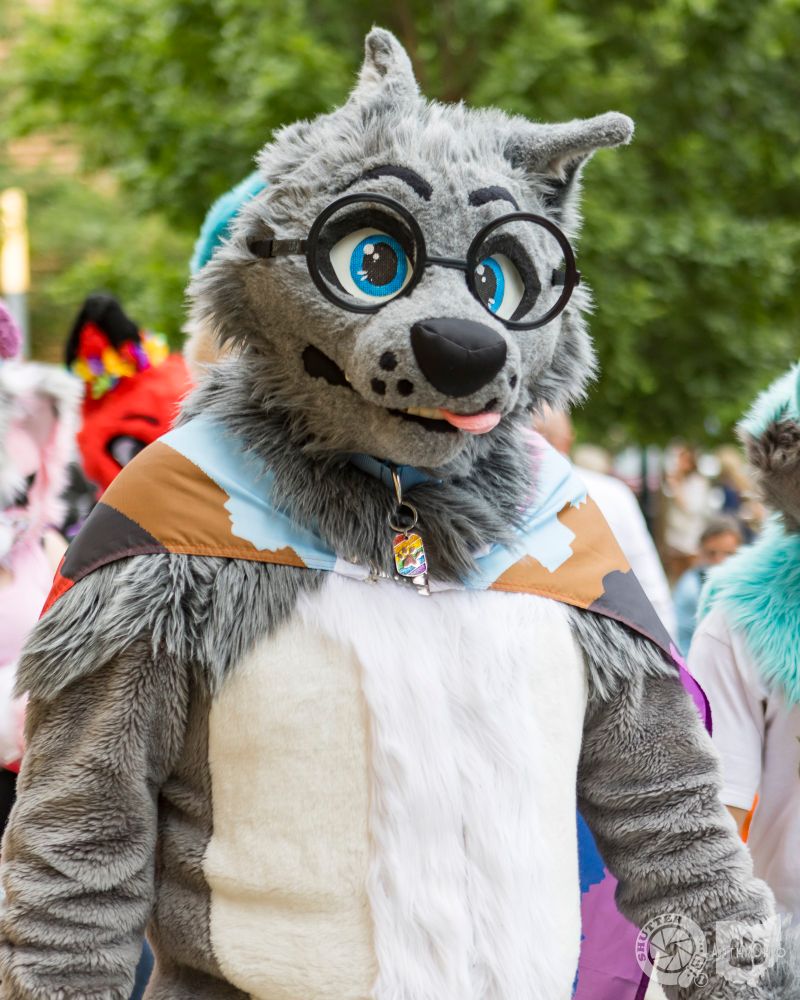 A photo of me in my too y gray wolf fursuit with a pride flag on, walking thru downtown Columbus. 