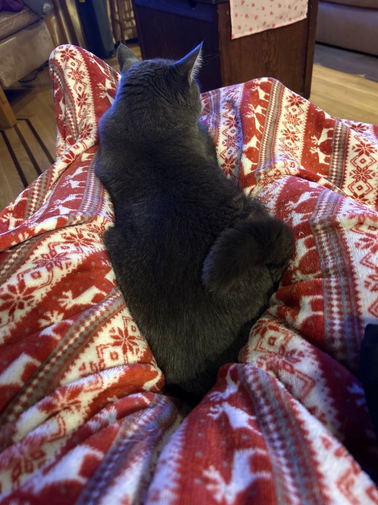 Cat on lap with owner trapped under blanket