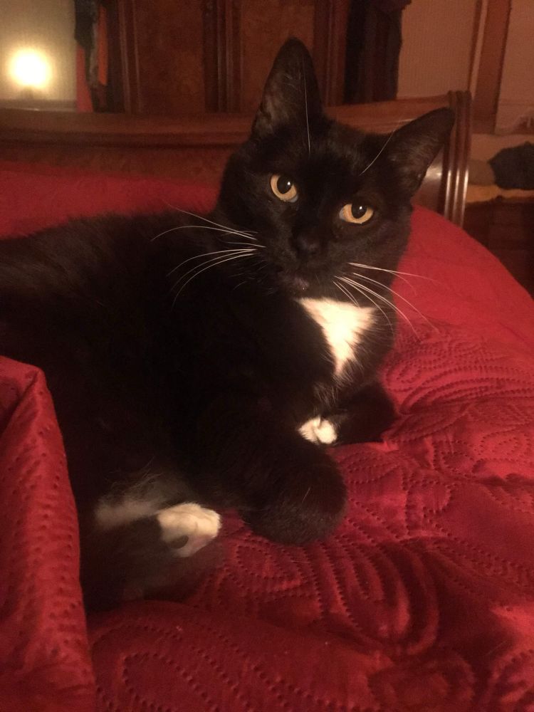 Tuxedo Kitty on a red blanket