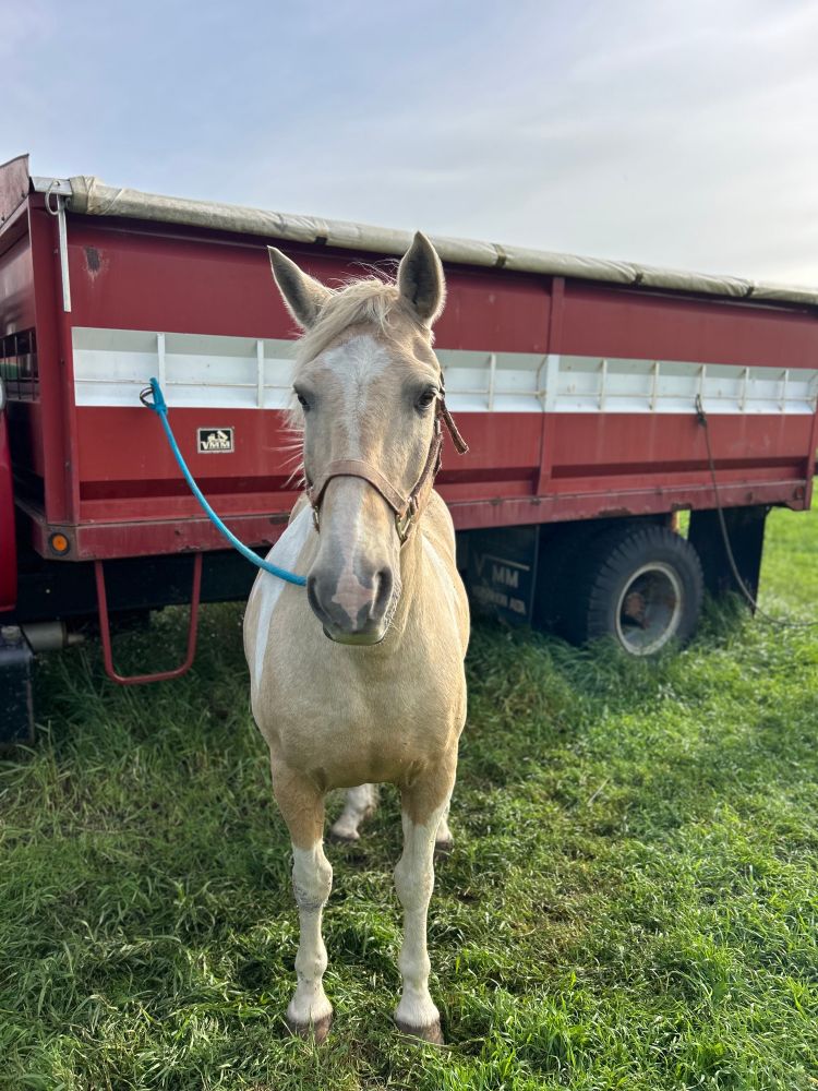 A palomino horse tied by a lead line to a red and white grain truck. 
