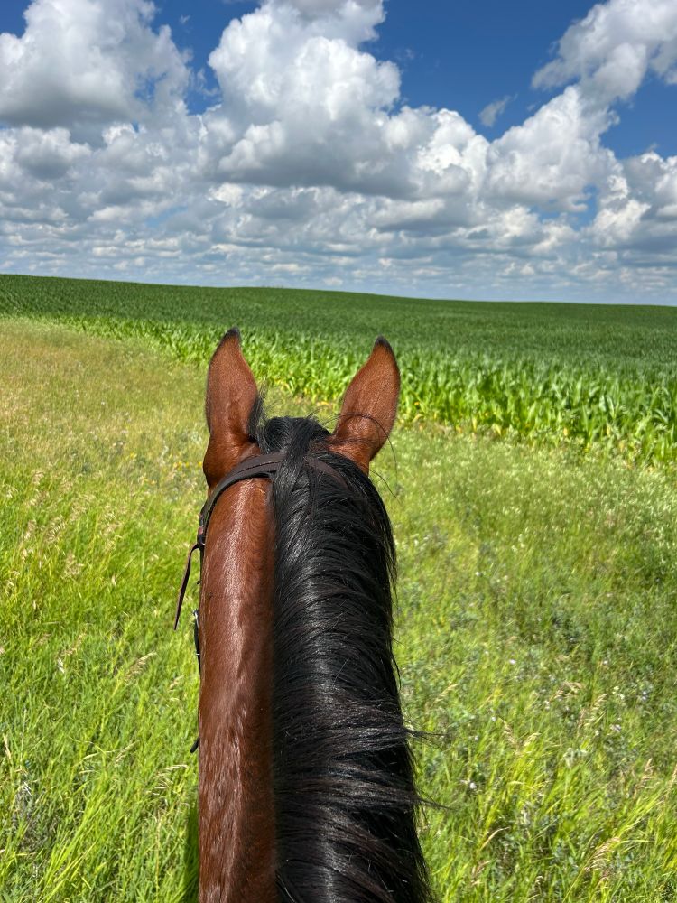 View of a bay horse’s head and ears facing a field of tall green corn. 