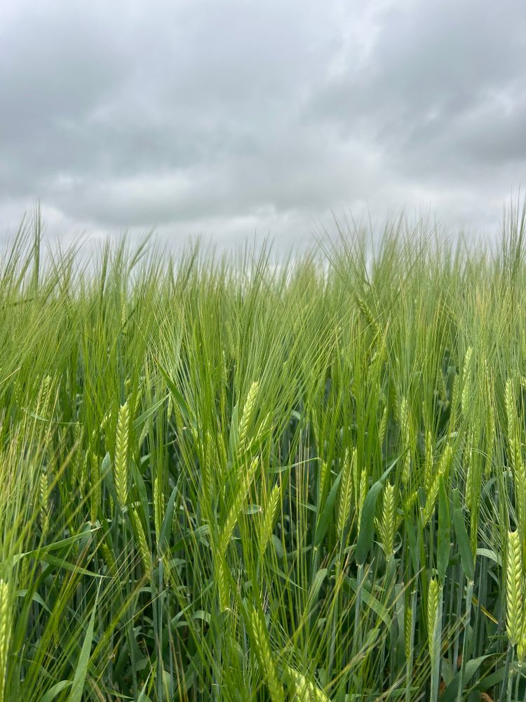Photo of green heads of barley against a grey sky. 
