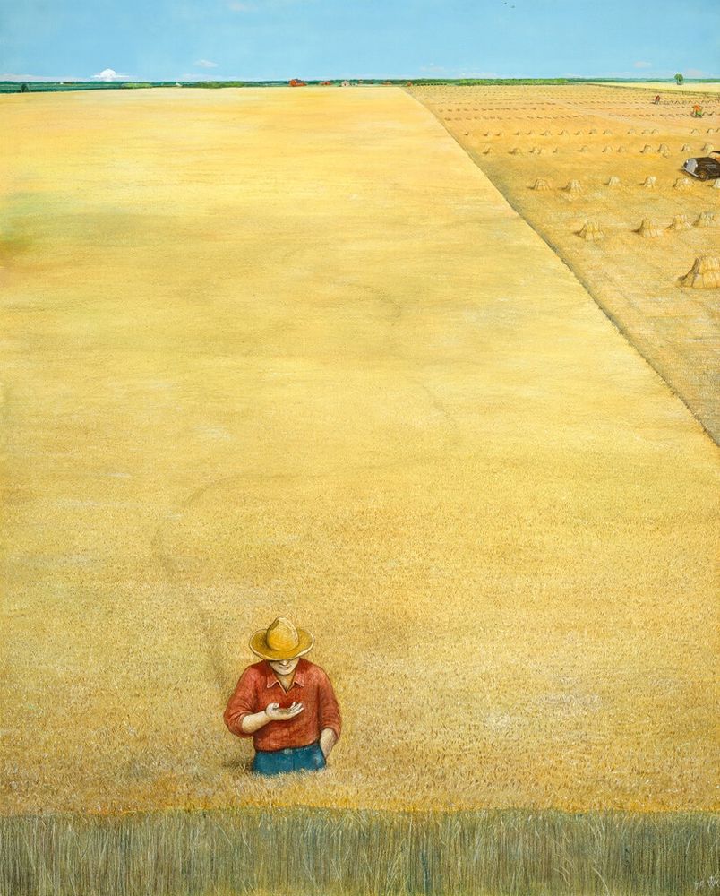A farmer examines a handful of wheat in his large wheat field.