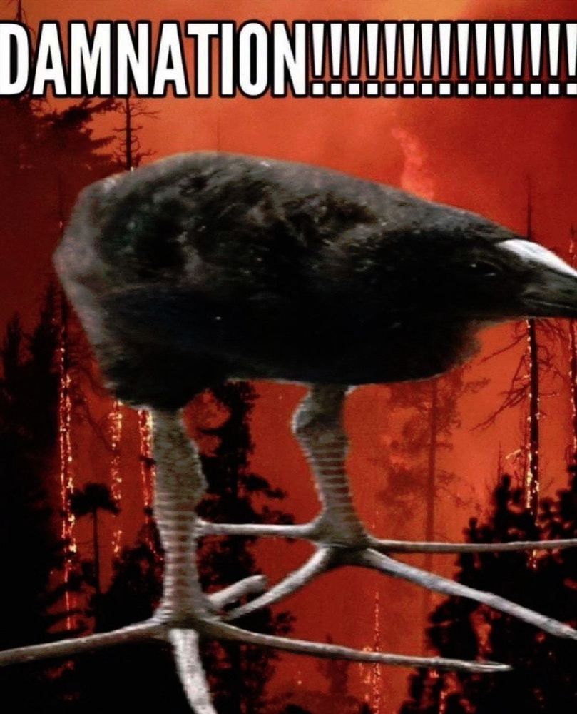 A large-footed bird in front of a burning forest with the word "DAMNATION!!!!!!!!!!" in large impact-font lettering above it.