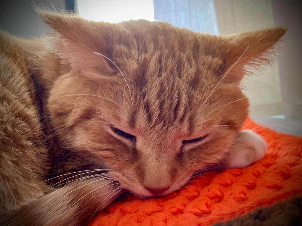 Orange cat resting on orange blanket.