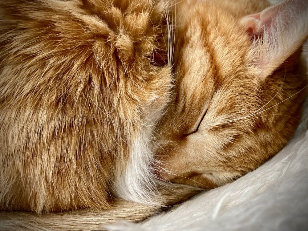 Curled up sleeping ginger cat, close up.