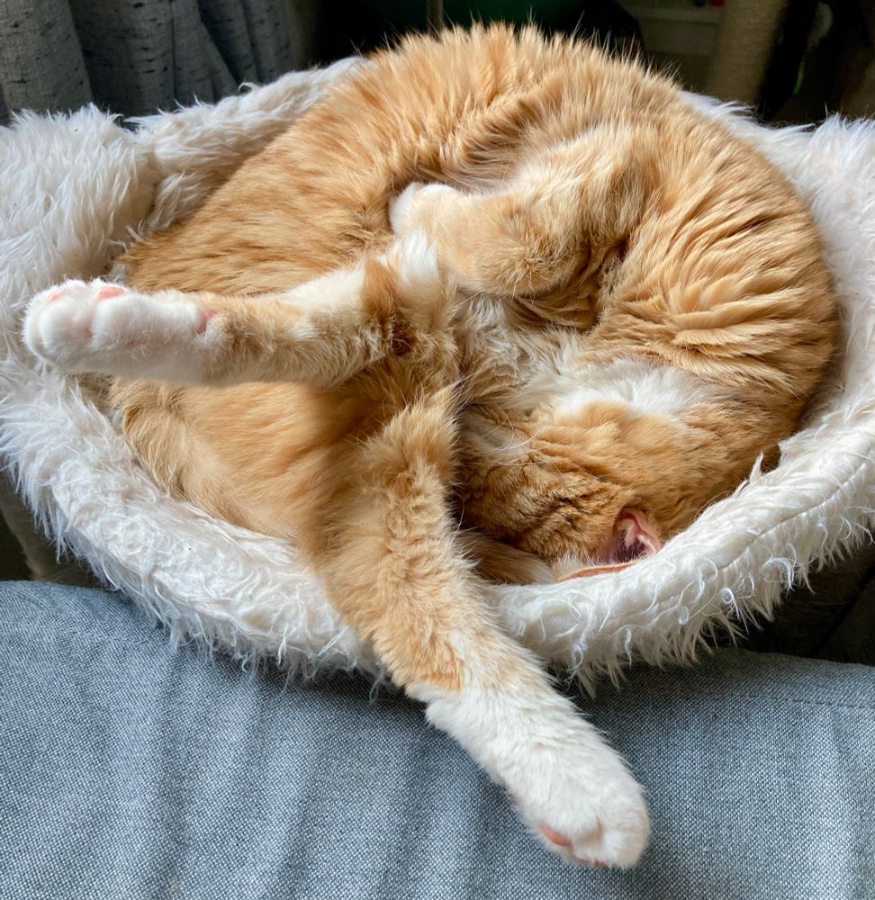 Ginger cat in cat bed with feet sticking out.