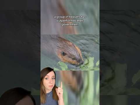 Beavers outperform government, completing 7-year project in 2 days #shorts #beavers