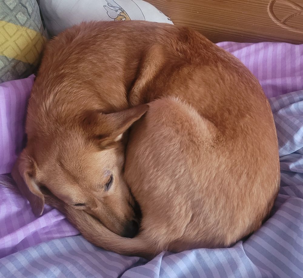 Ein rotbrauner Mischlingshund liegt zusammengerollt auf einem Bett