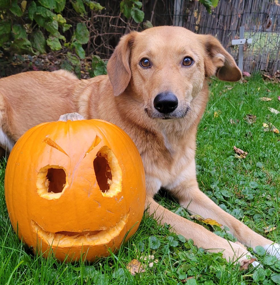 Ein rotbrauner Mischlingshund sitzt auf dem Boden hinter einem geschnitzten Kürbis