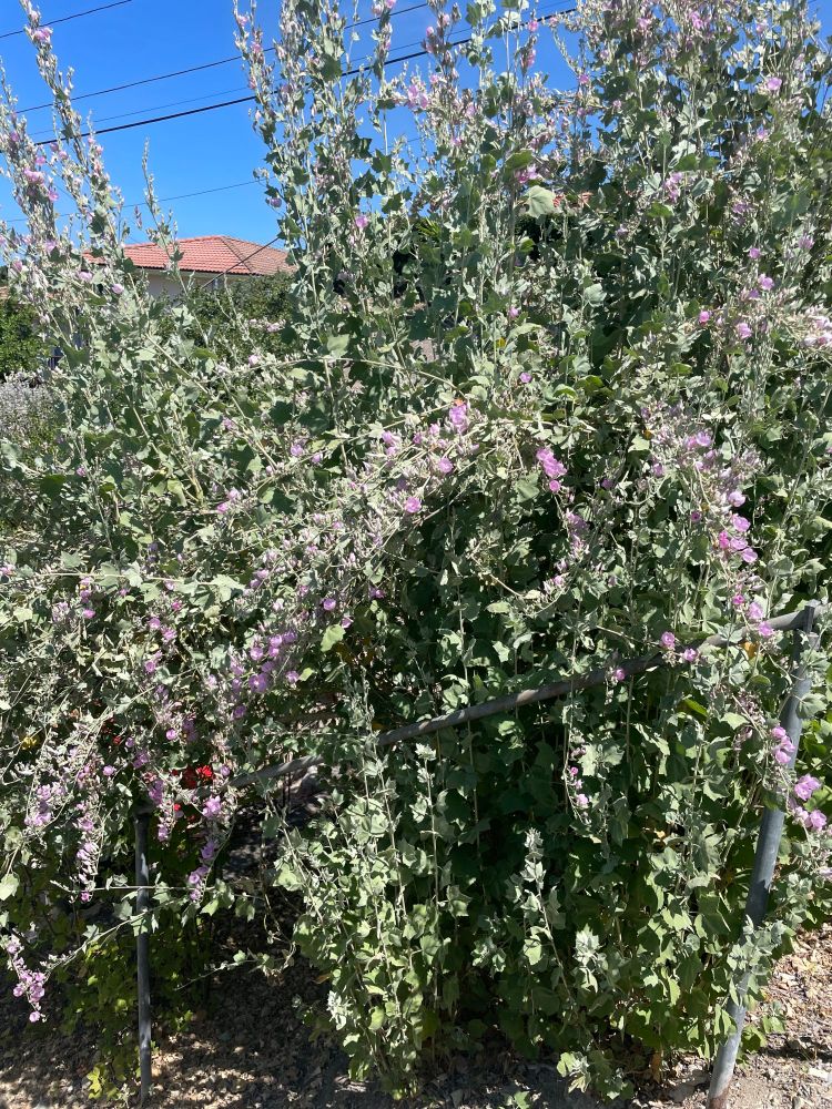 Bush mallow growing like crazy