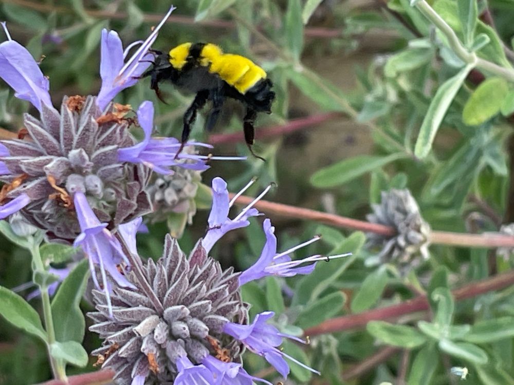 Sonoran Bumblebee on Salvia leucophylla