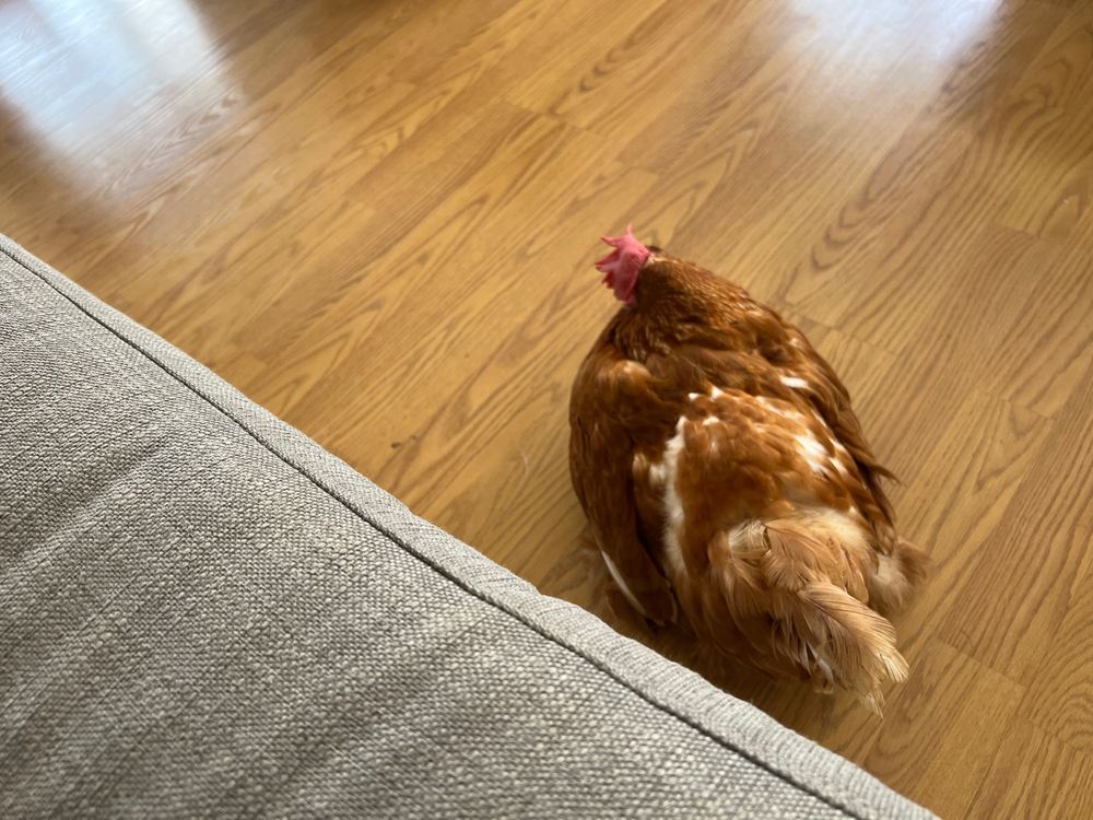 Rhode Island Red hen sleeping on laminate floor beside grey couch