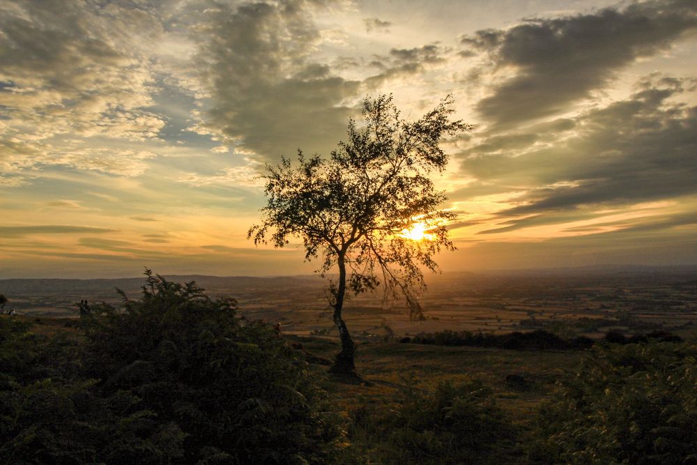 A tree atop the Wrekin hill,  locally affectionately called the lone tree sits under a partially cloudy sunset sky.