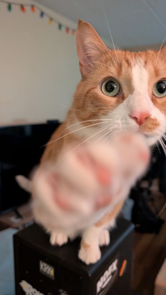 An orange cat sticking his paw out towards the camera plaintively