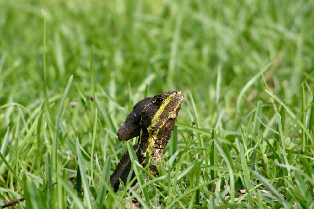Brown basilisk peering towards the camera above the grass