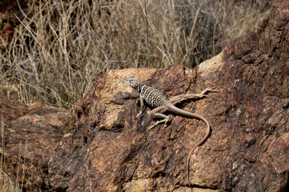 Collared lizard on a red and brown desert rock 